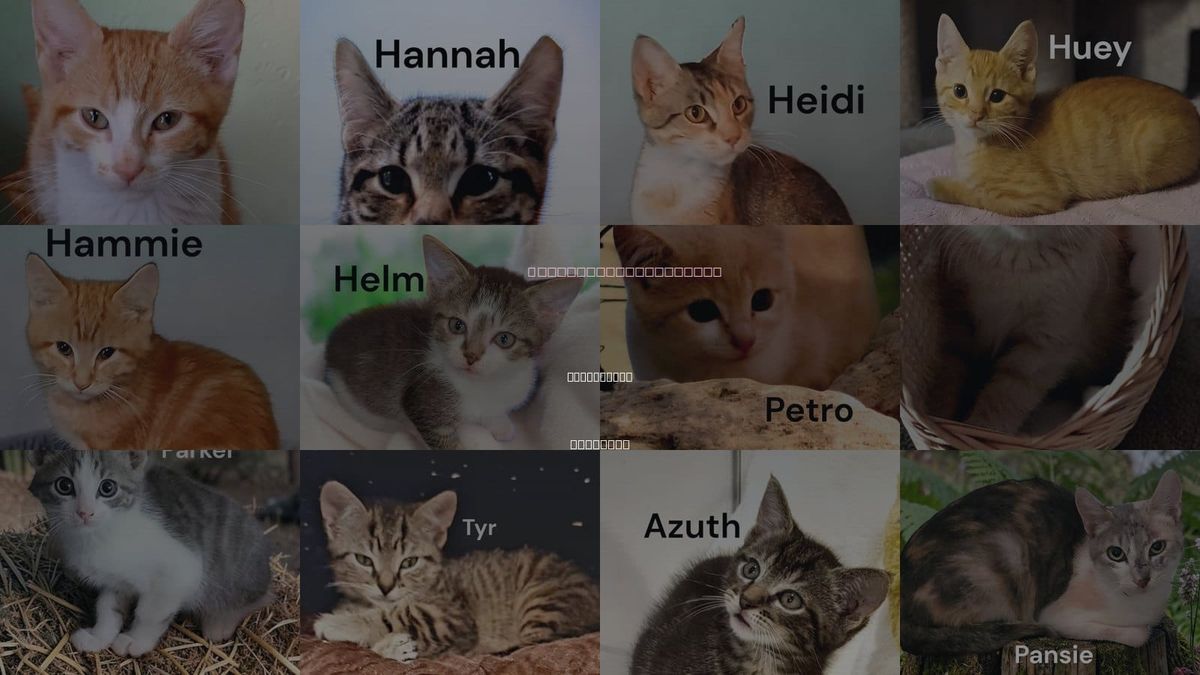 Cats for Adoption in Kilmarnock, Virginia