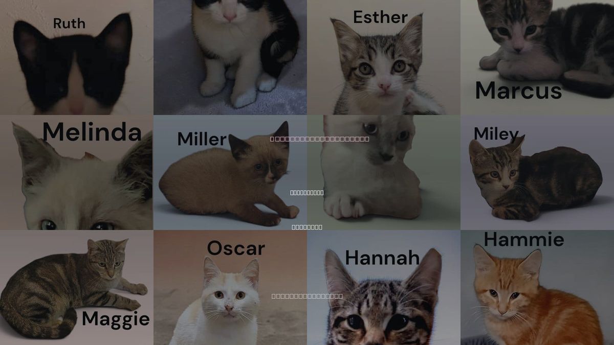 Cats for Adoption in Kilmarnock, Virginia