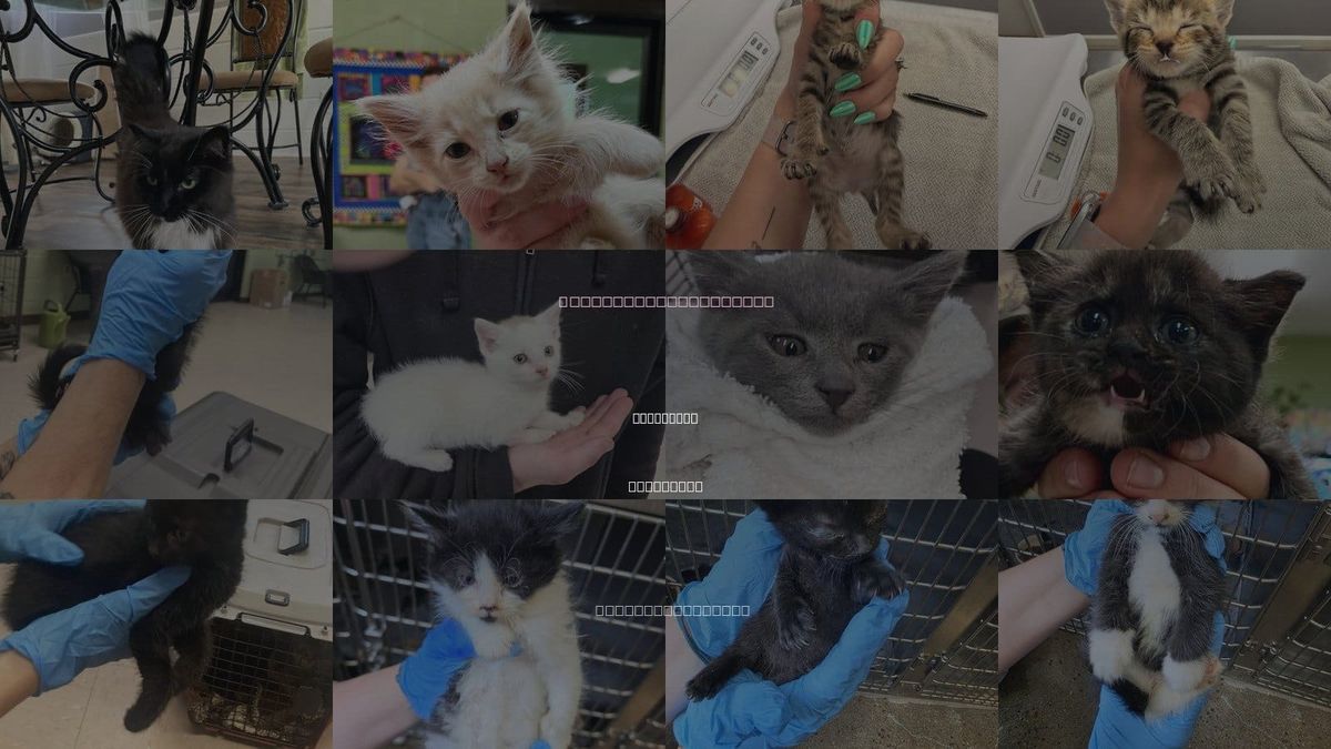 Cats for Adoption in Kingsport, Tennessee