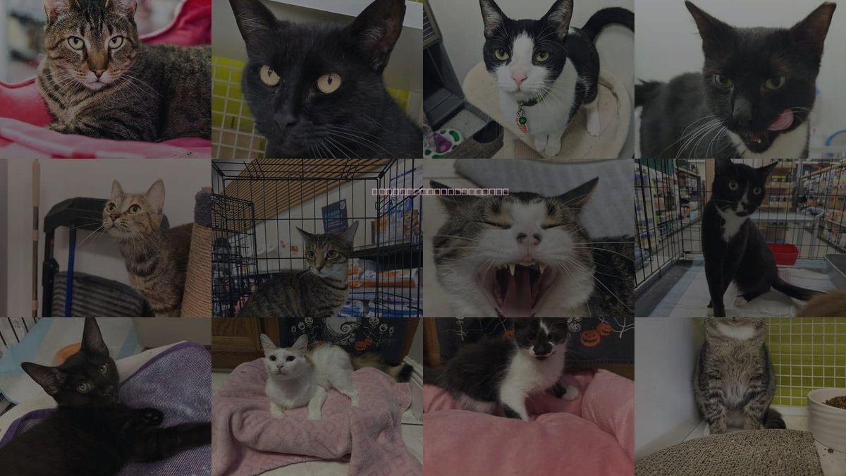 Cats for Adoption in Kissimmee, Florida