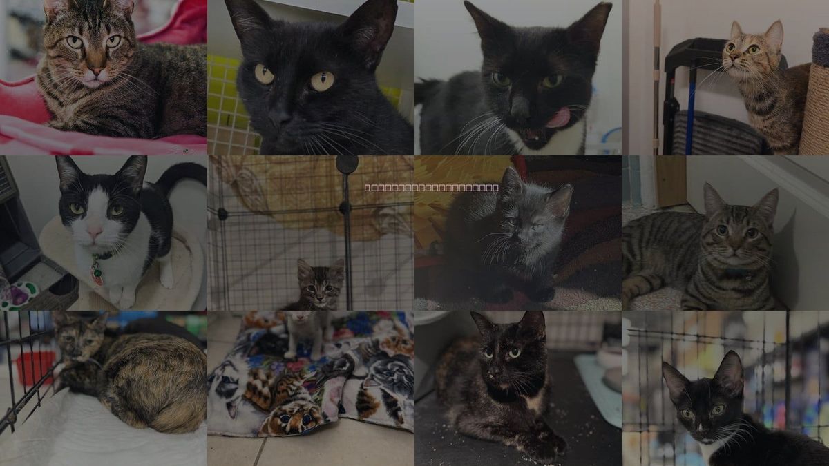 Cats for Adoption in Kissimmee, Florida