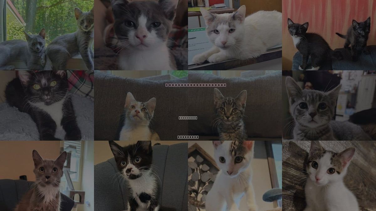 Cats for Adoption in Knoxville, Tennessee