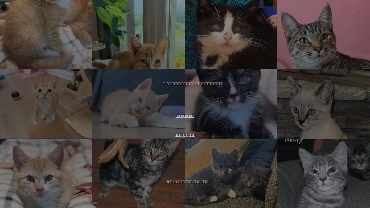 Cats for Adoption in Knoxville, Tennessee