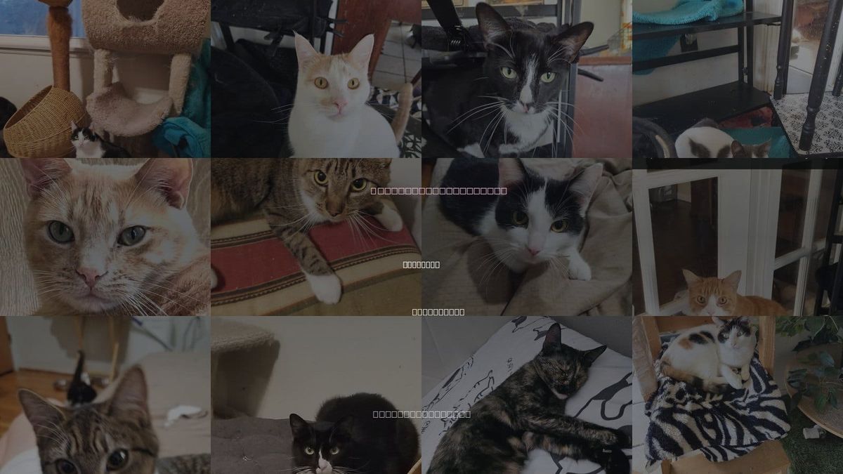 Cats for Adoption in La Habra, California
