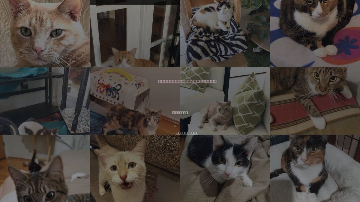 Cats for Adoption in La Habra, California