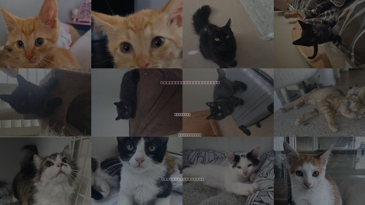 Cats for Adoption in La Jolla, California
