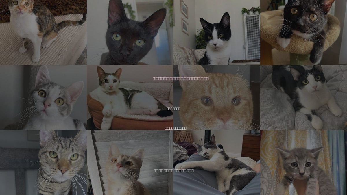 Cats for Adoption in La Mesa, California