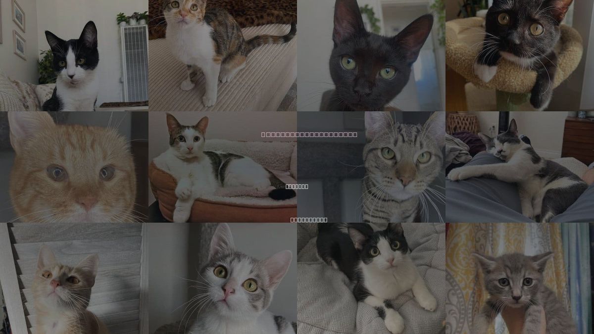 Cats for Adoption in La Mesa, California