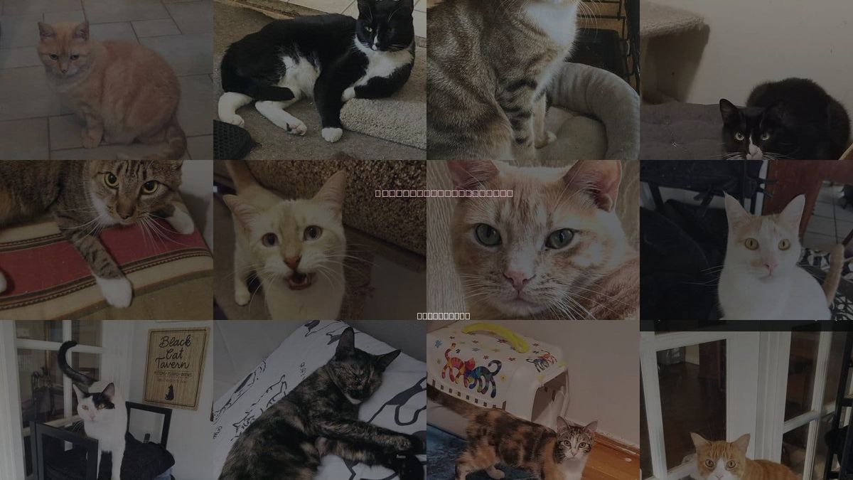 Cats for Adoption in La Mirada, California
