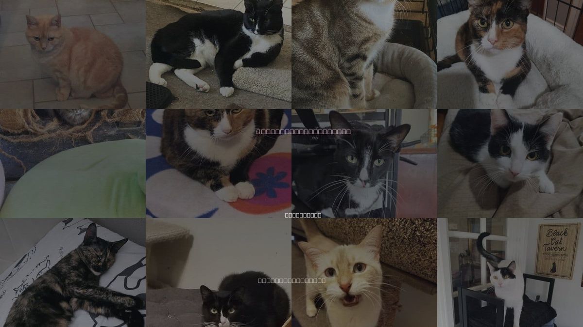 Cats for Adoption in La Mirada, California