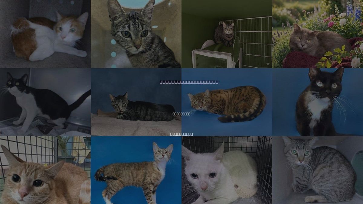 Cats for Adoption in La Puente, California