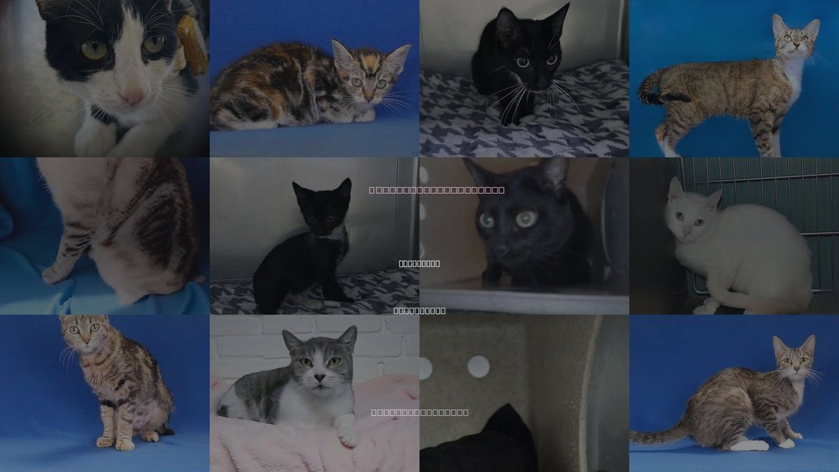 Cats for Adoption in La Puente, California