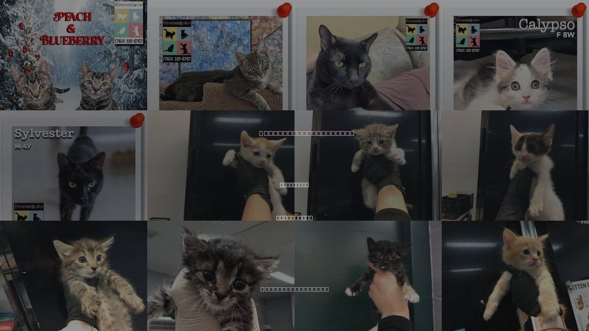 Cats for Adoption in La Quinta, California