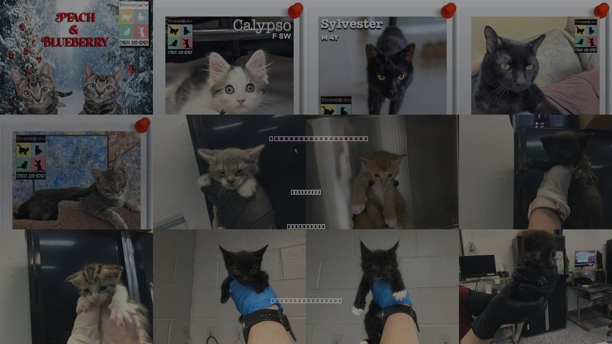 Cats for Adoption in La Quinta, California