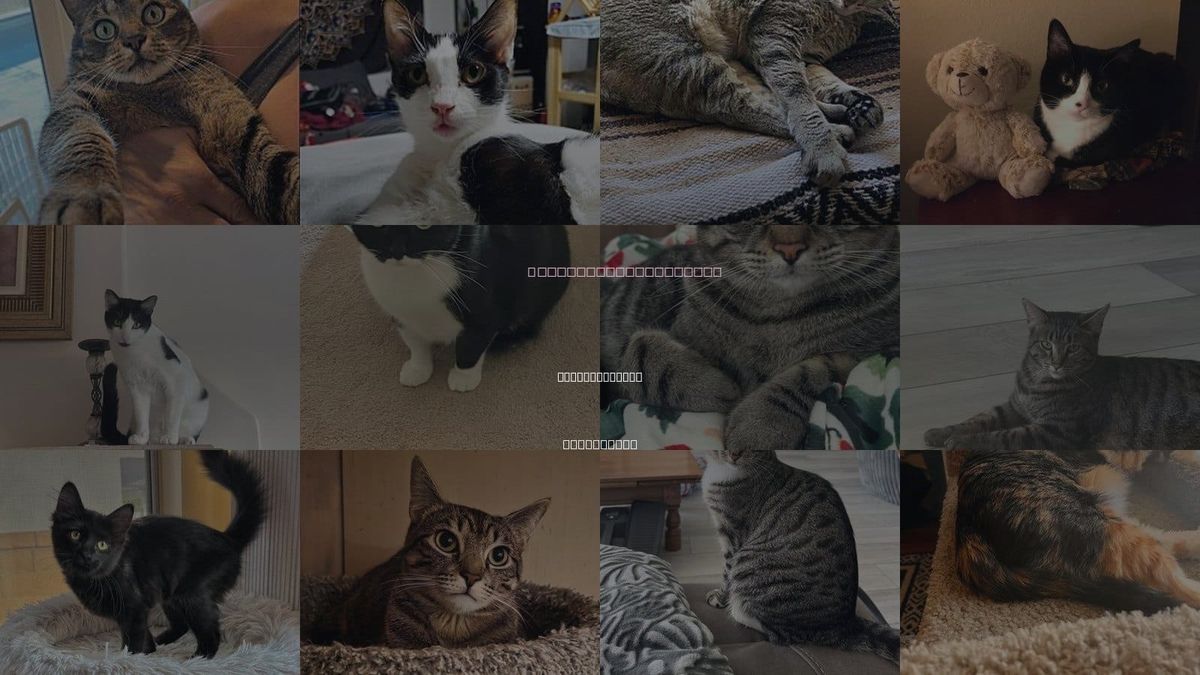 Cats for Adoption in Laguna Niguel, California