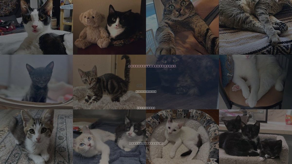 Cats for Adoption in Laguna Niguel, California