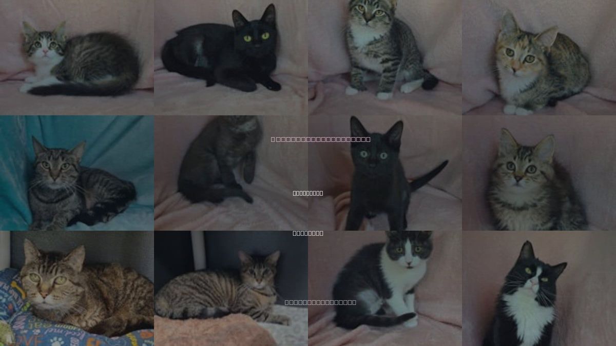 Cats for Adoption in Lake City, Michigan