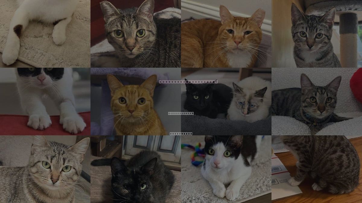 Cats for Adoption in Lake Elsinore, California
