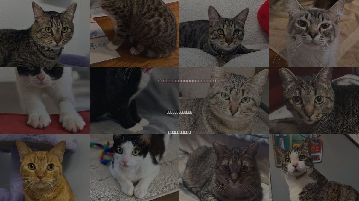 Cats for Adoption in Lake Elsinore, California