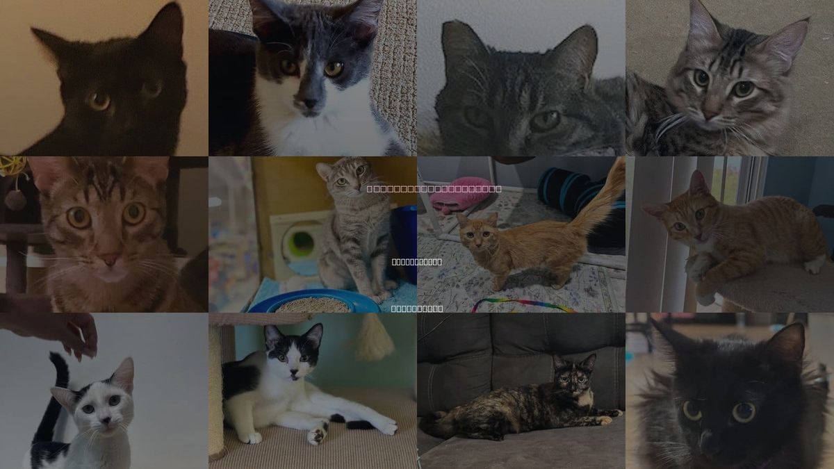Cats for Adoption in Lake Forest, California