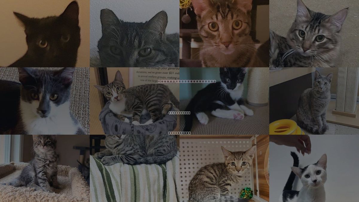Cats for Adoption in Lake Forest, California