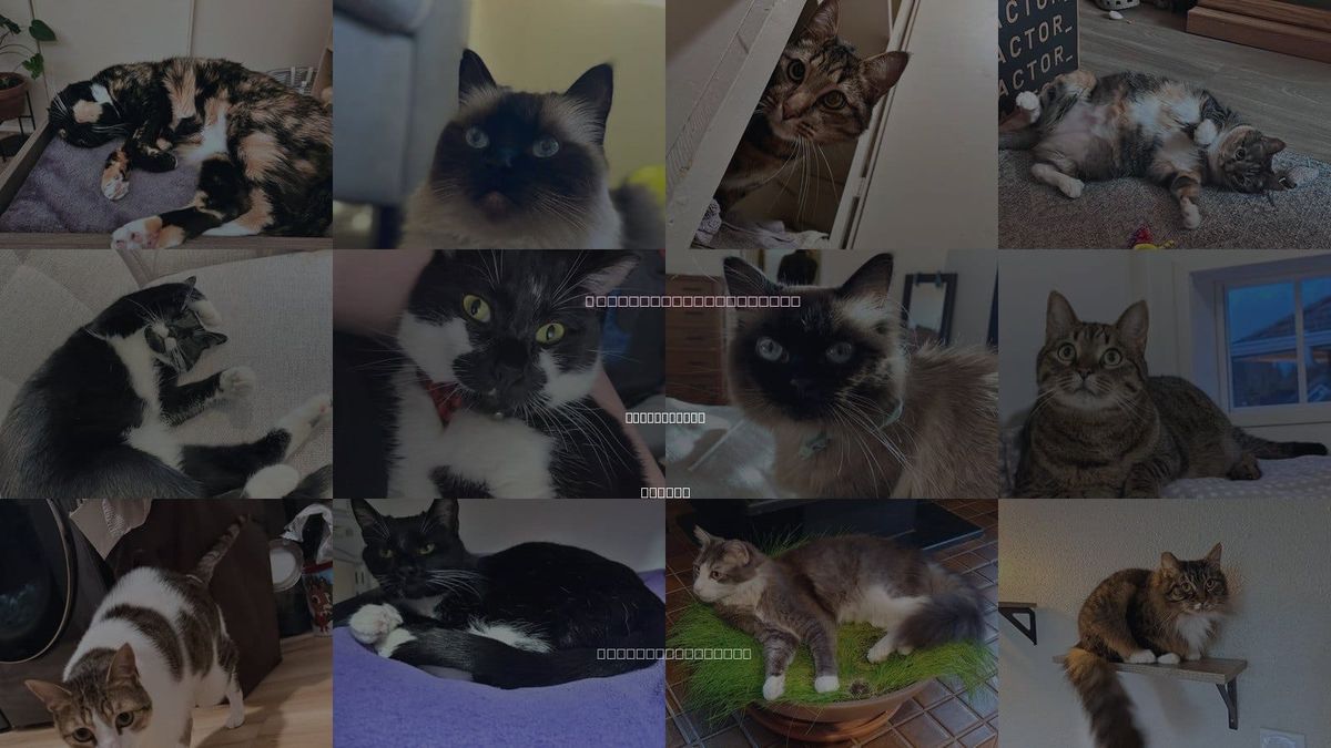 Cats for Adoption in Lake Oswego, Oregon