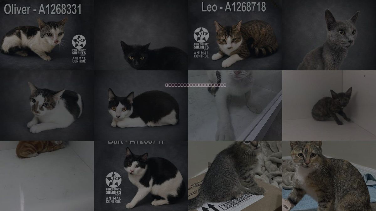 Cats for Adoption in Lakeland, Florida