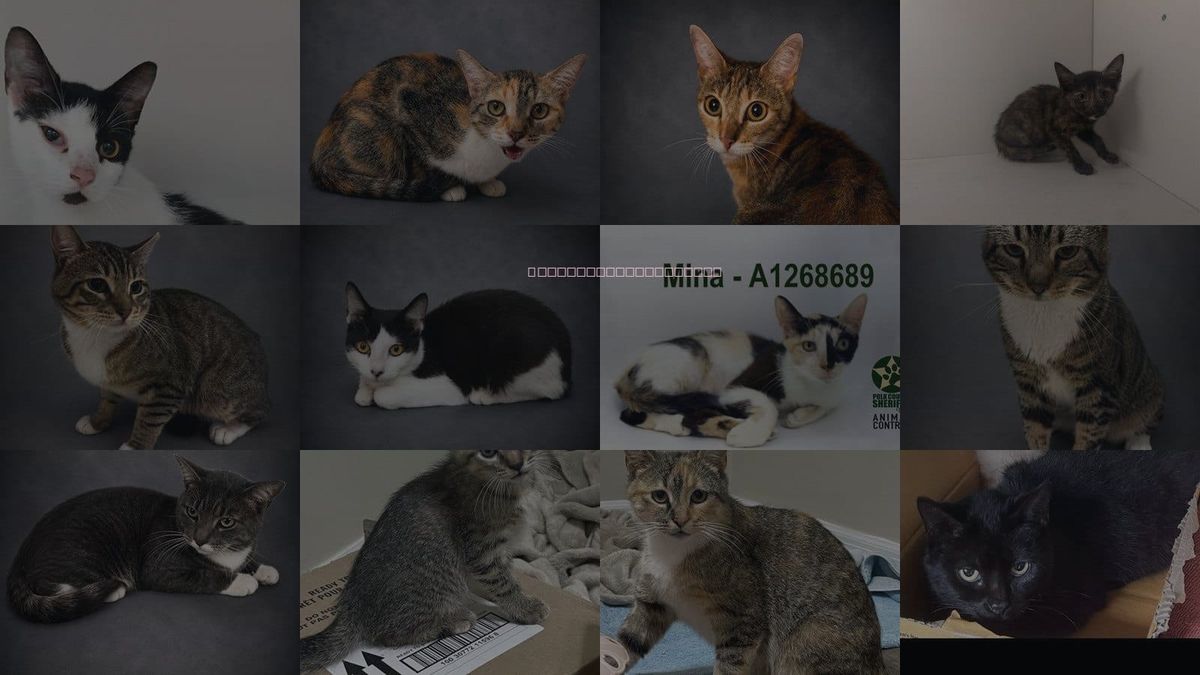 Cats for Adoption in Lakeland, Florida