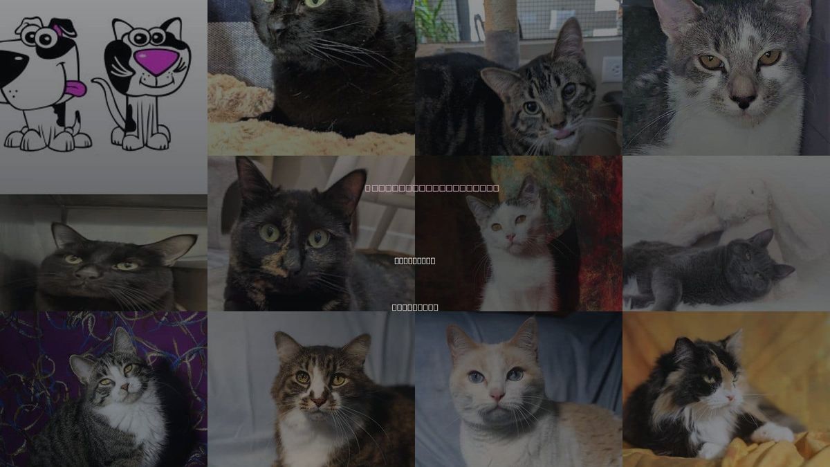 Cats for Adoption in Lakeville, Minnesota