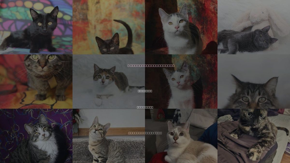Cats for Adoption in Lakeville, Minnesota