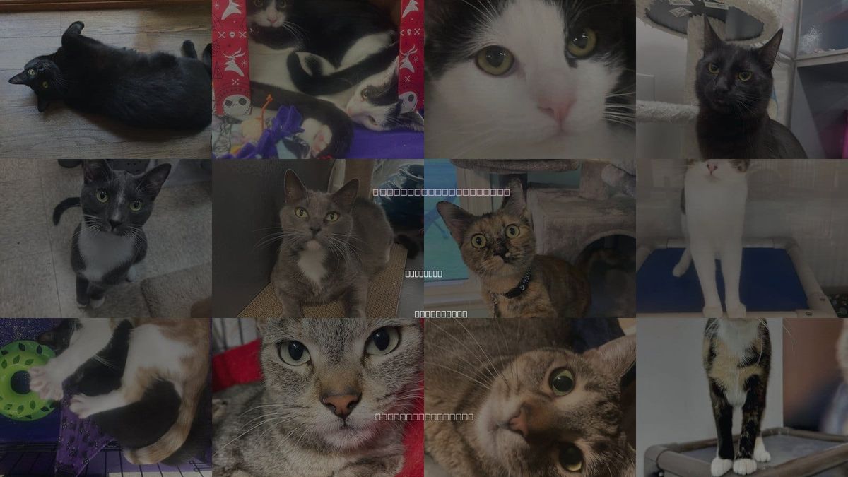 Cats for Adoption in Lakewood, California