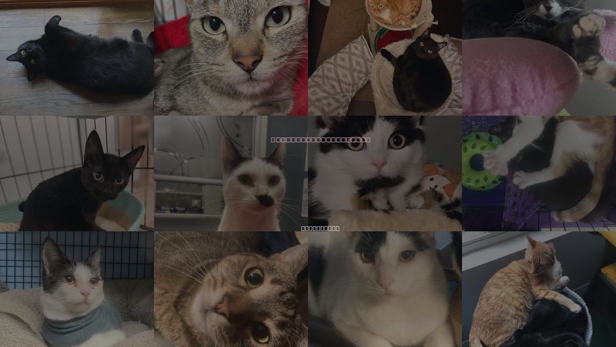 Cats for Adoption in Lakewood, California