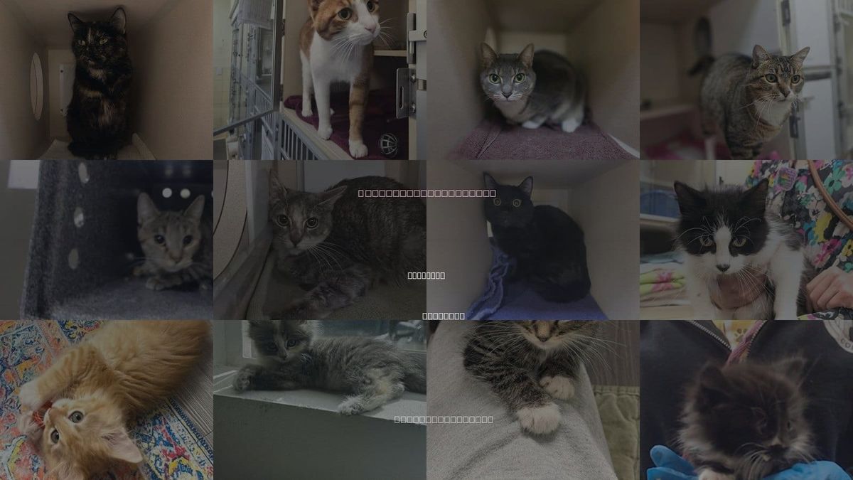 Cats for Adoption in Lakewood, Colorado