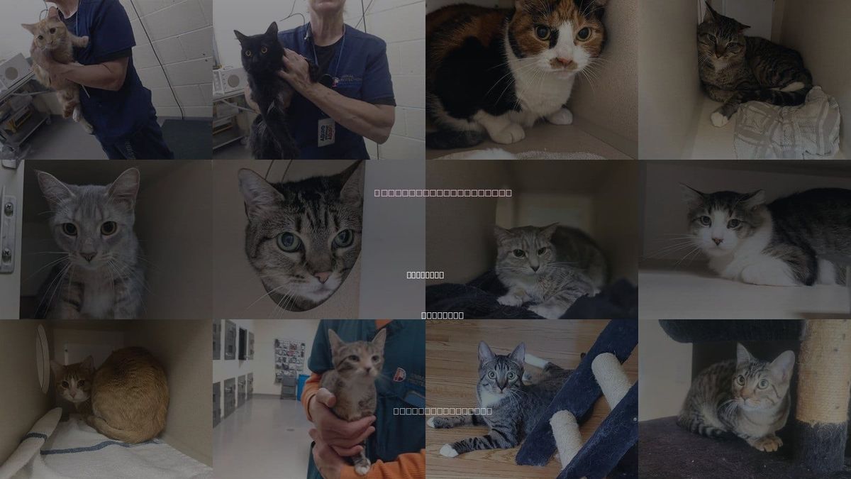 Cats for Adoption in Lakewood, Colorado