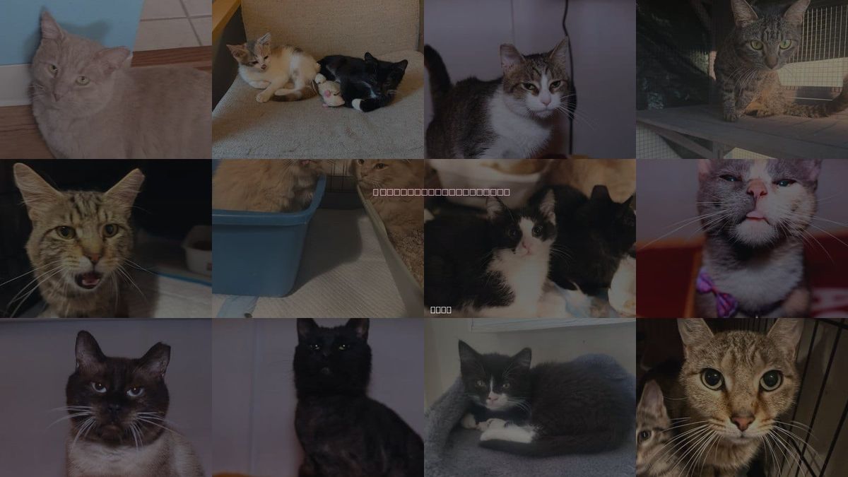 Cats for Adoption in Lakewood, Ohio