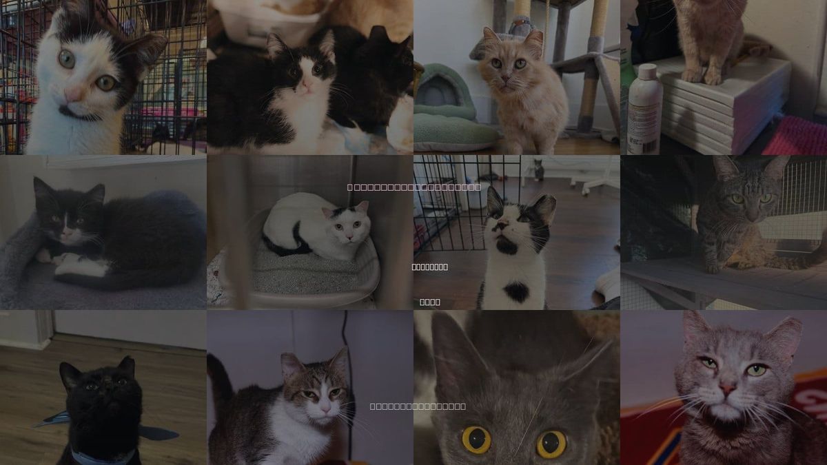Cats for Adoption in Lakewood, Ohio