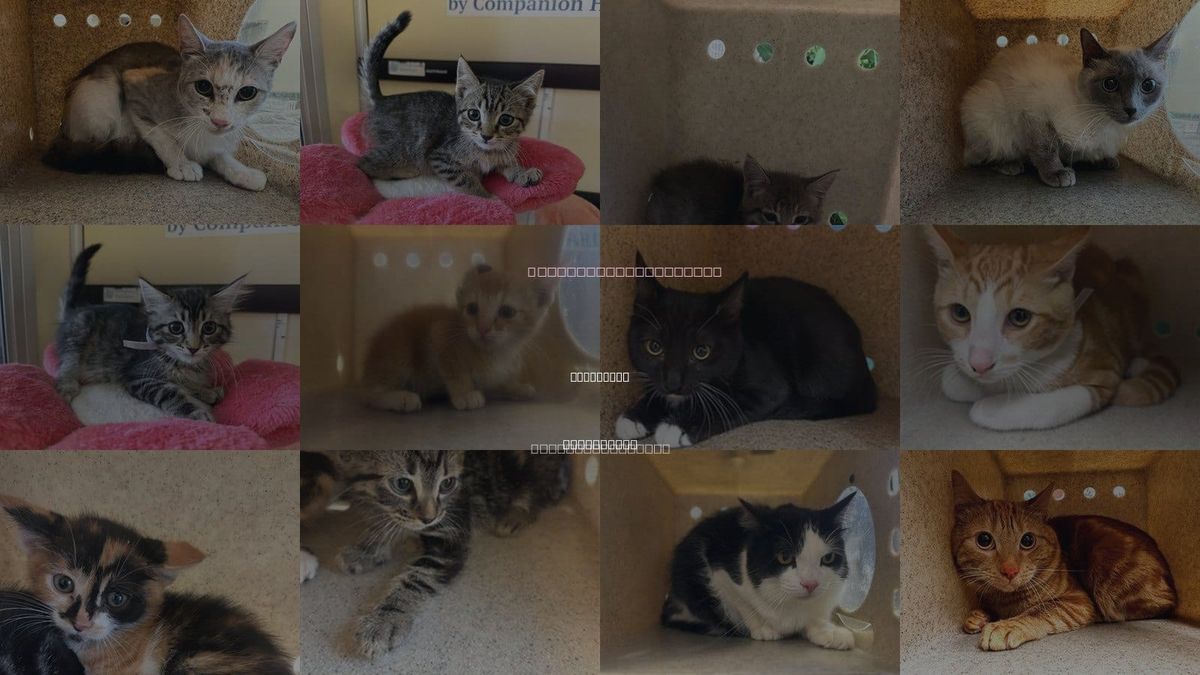 Cats for Adoption in Lancaster, California