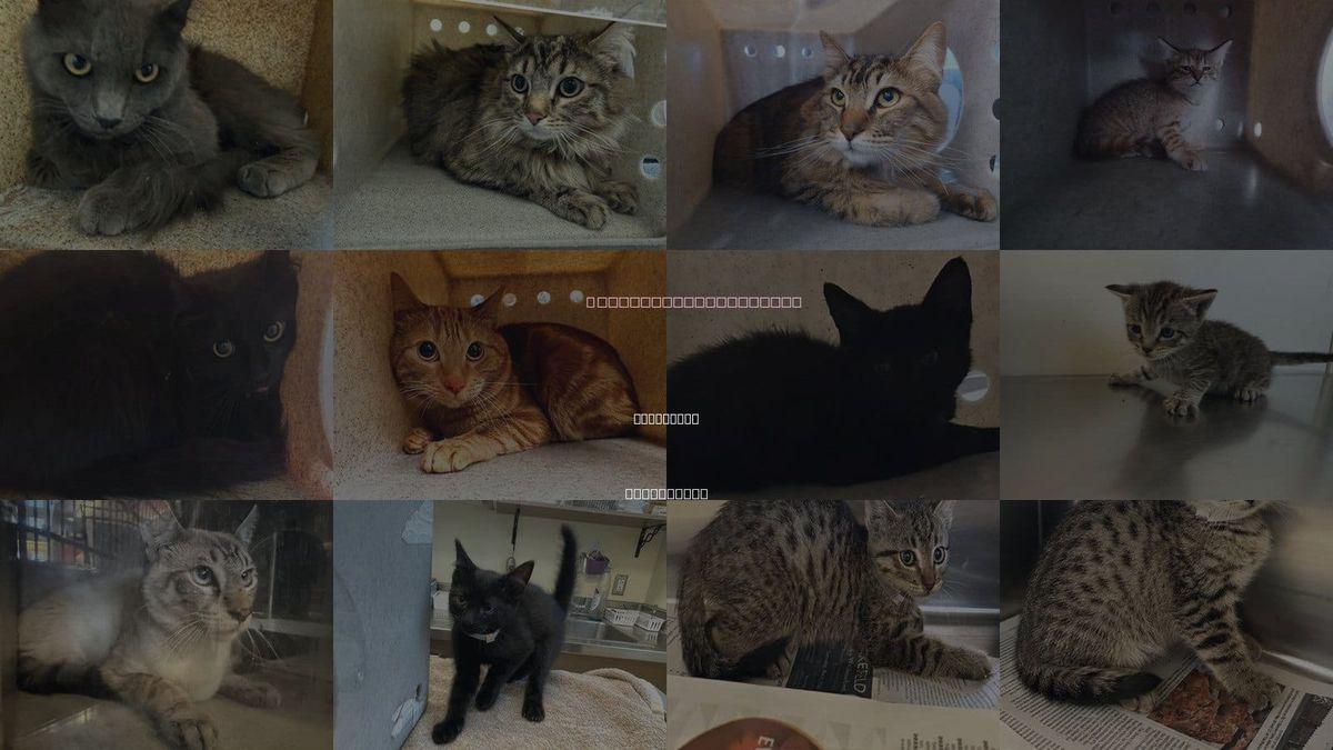 Cats for Adoption in Lancaster, California