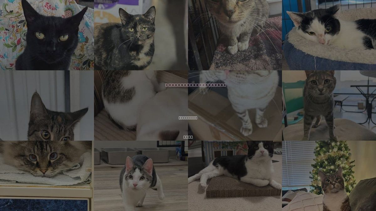 Cats for Adoption in Lancaster, Ohio