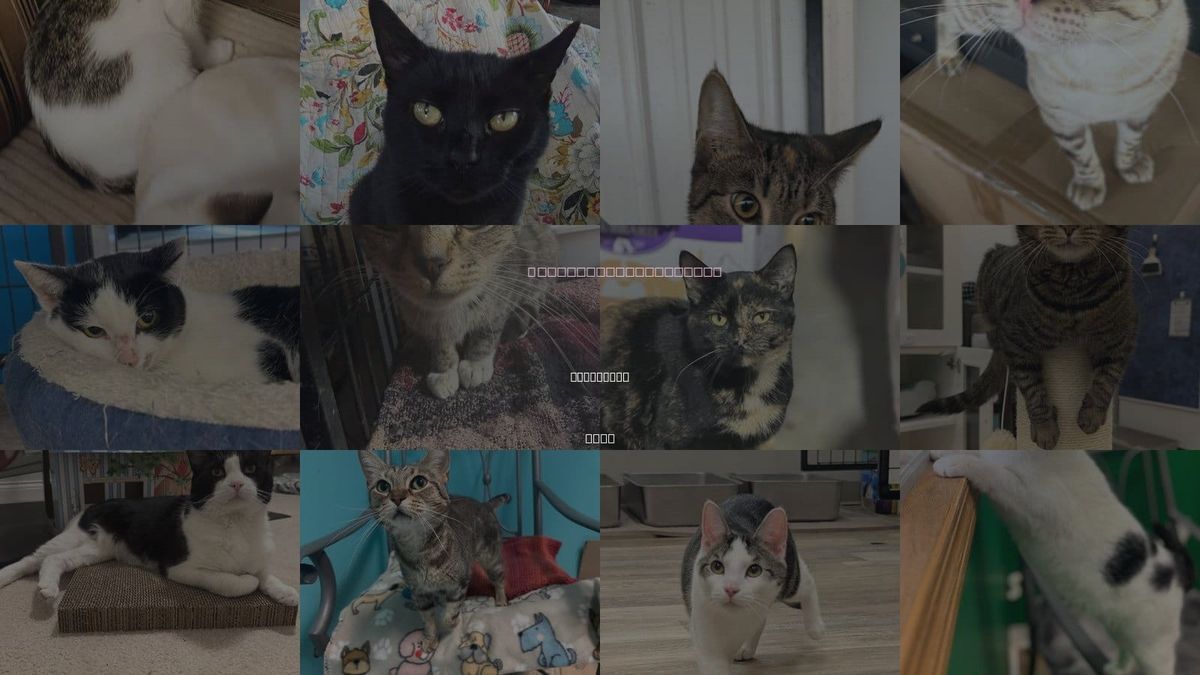 Cats for Adoption in Lancaster, Ohio