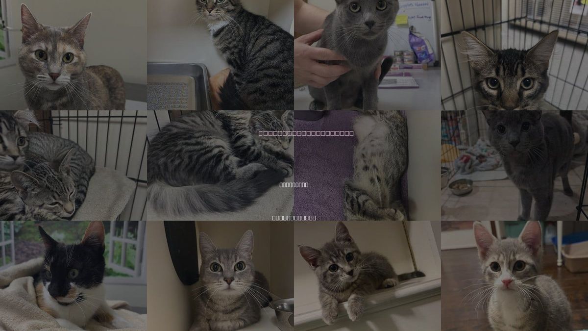 Cats for Adoption in Lancaster, Pennsylvania