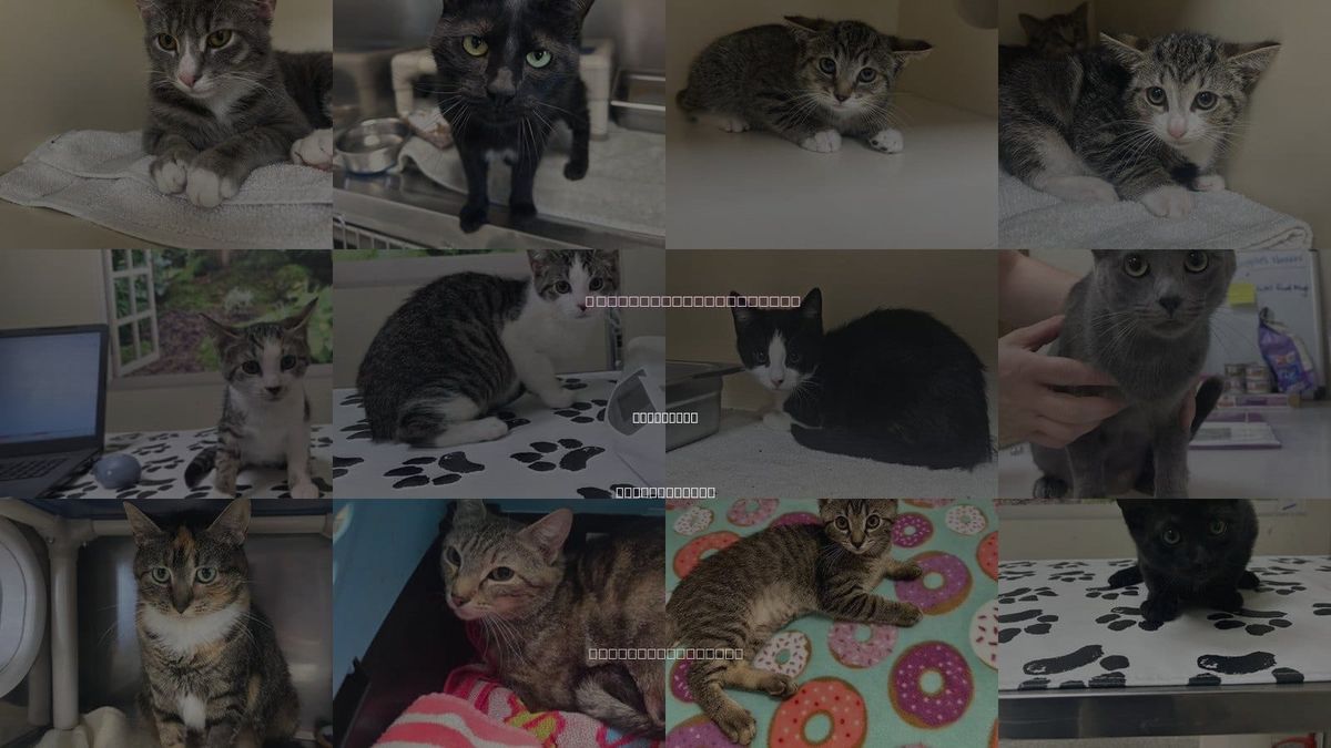 Cats for Adoption in Lancaster, Pennsylvania