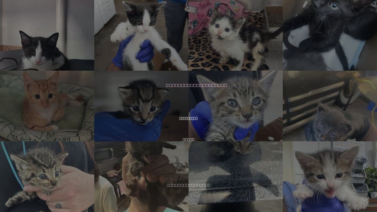 Cats for Adoption in Lancaster, Texas