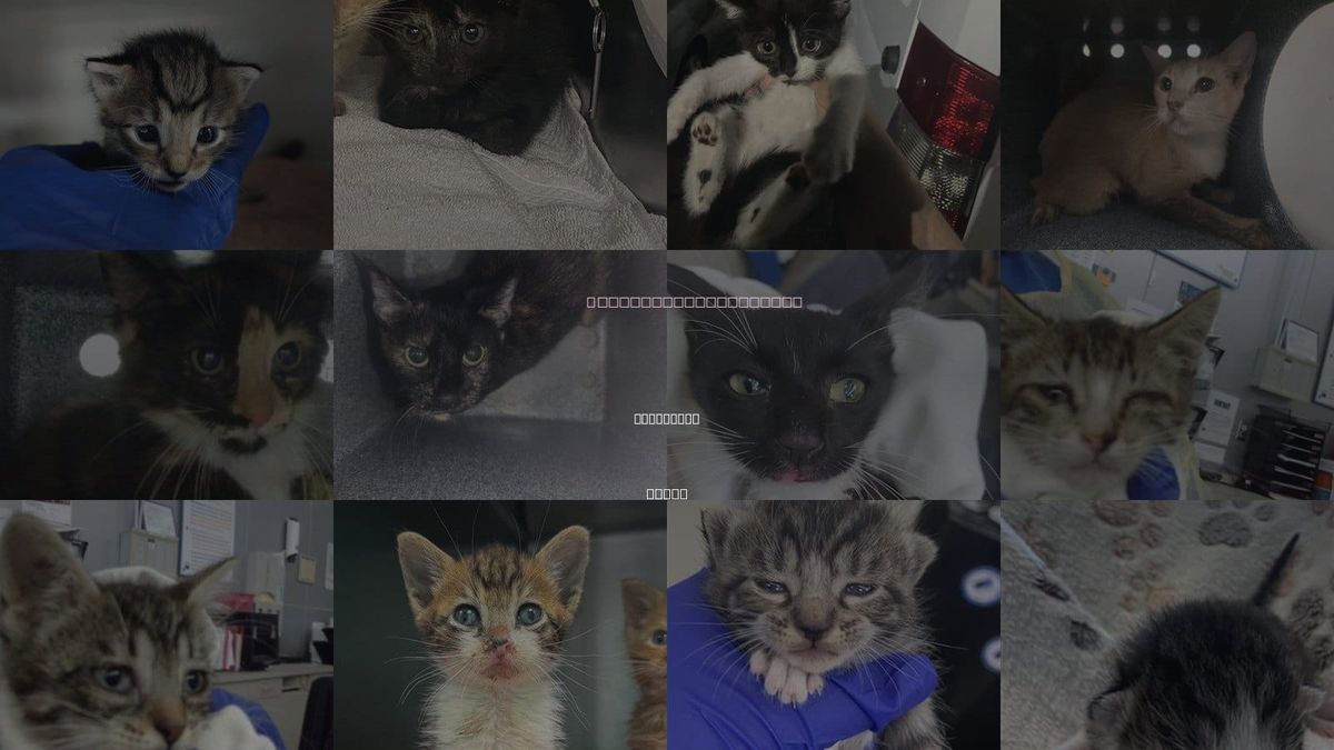 Cats for Adoption in Lancaster, Texas