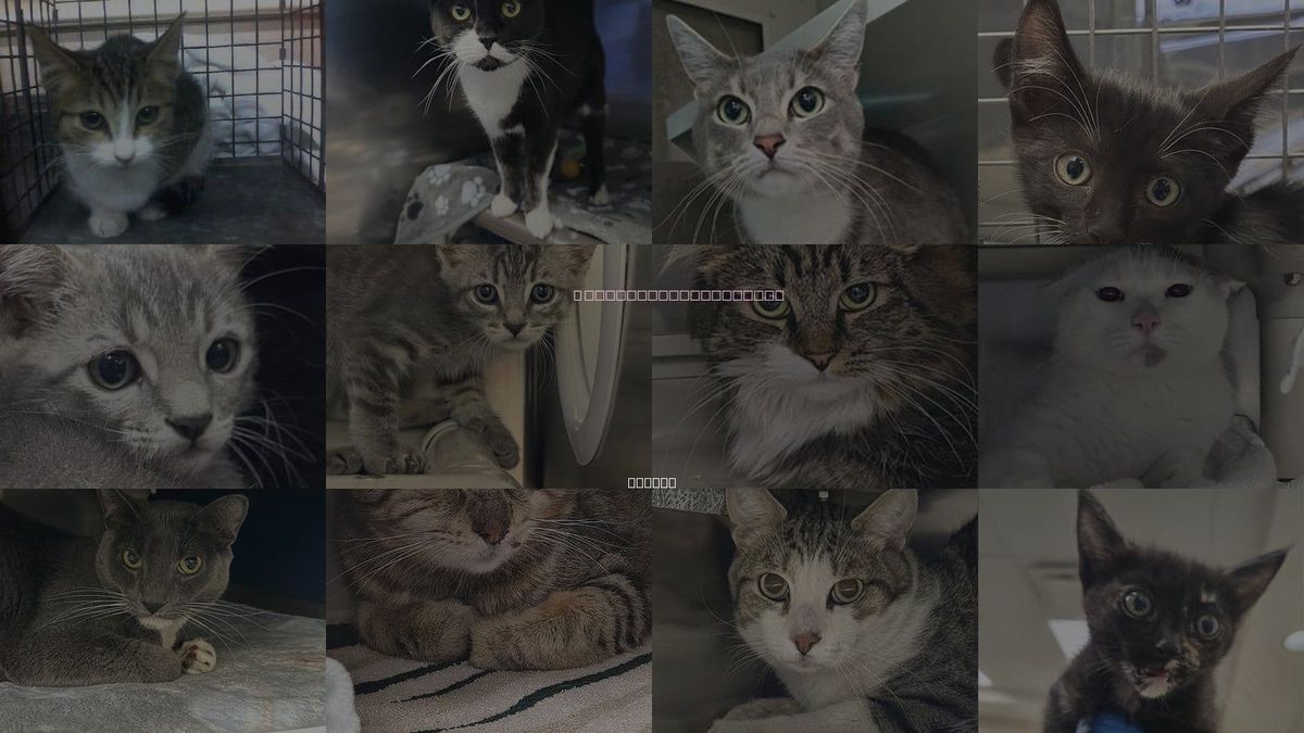 Cats for Adoption in Las Vegas, Nevada