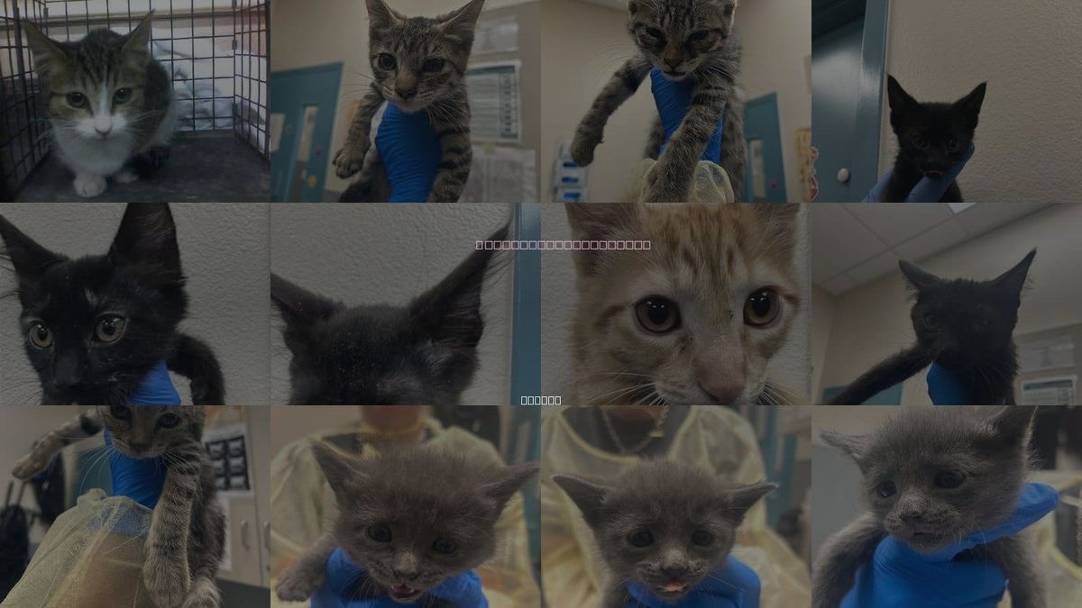 Cats for Adoption in Las Vegas, Nevada