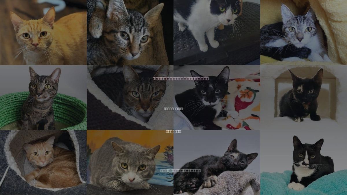 Cats for Adoption in Lauderhill, Florida