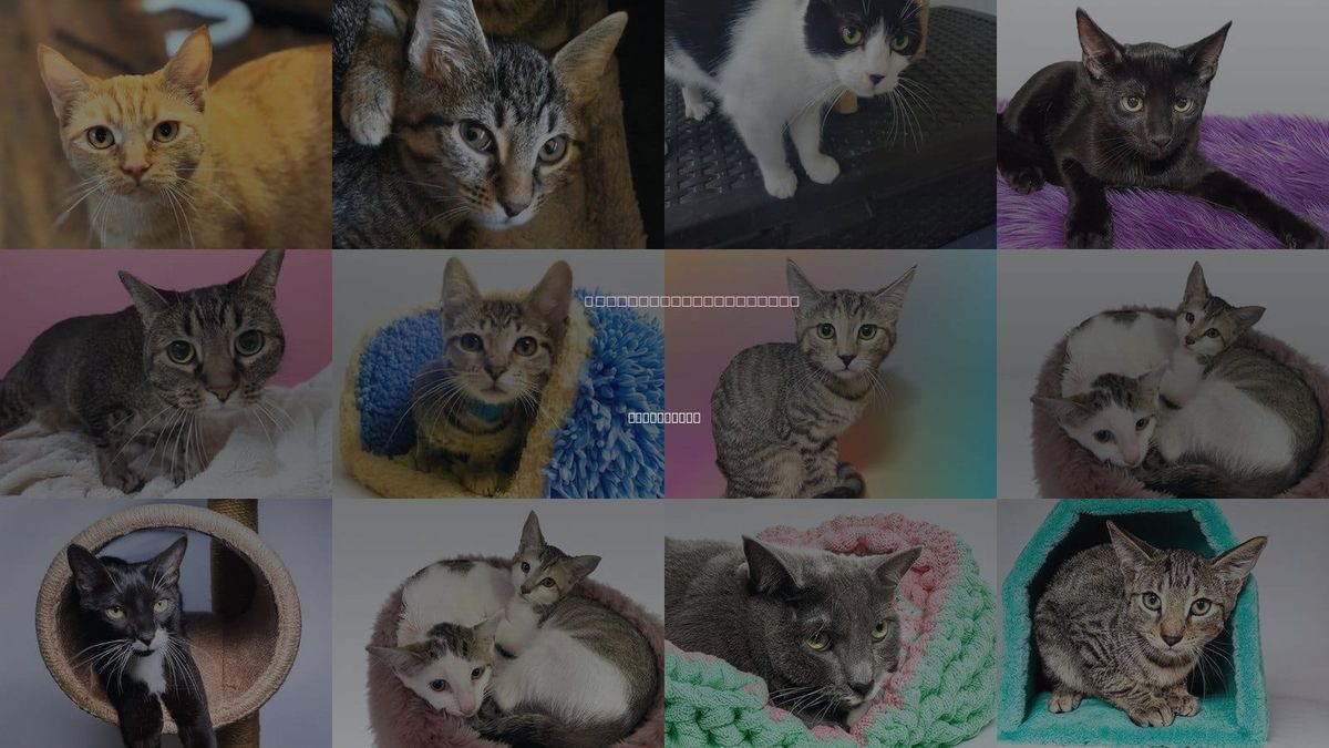 Cats for Adoption in Lauderhill, Florida
