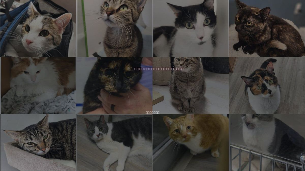 Cats for Adoption in Lawrence, Indiana