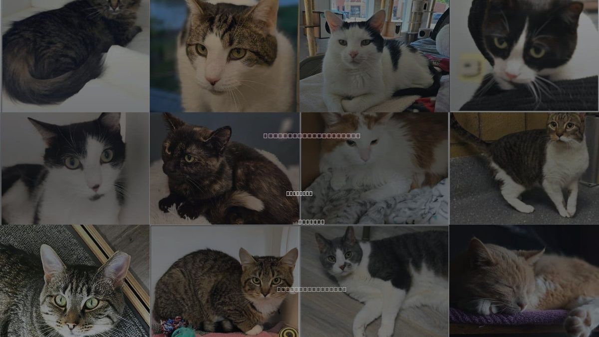 Cats for Adoption in Lawrence, Indiana